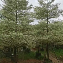 花叶榄仁3-15分，各种规格，大量低价出售