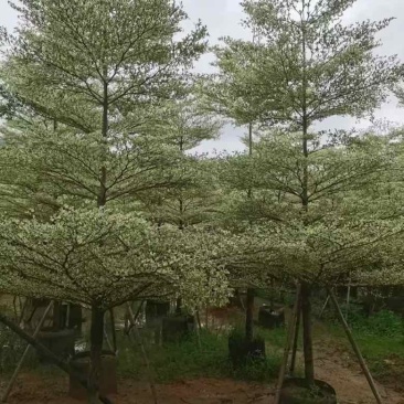 花叶榄仁3-15分，各种规格，大量低价出售