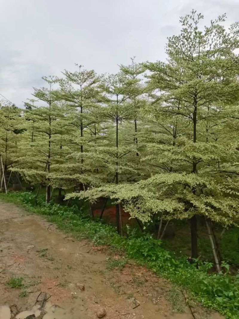 花叶榄仁3-15分，各种规格，大量低价出售