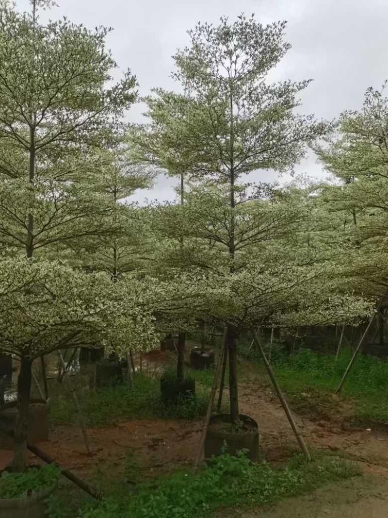 花叶榄仁3-15分，各种规格，大量低价出售
