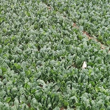 我要出售菠菜，有二十公分高