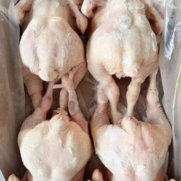 东北一级握爪肉食鸡，箱装直腿，单只3～3.6斤