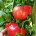 泾阳县普罗旺斯西红柿
