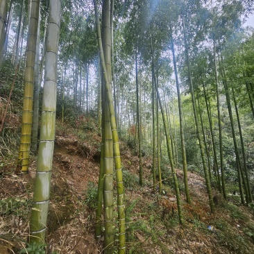 大量毛竹出售