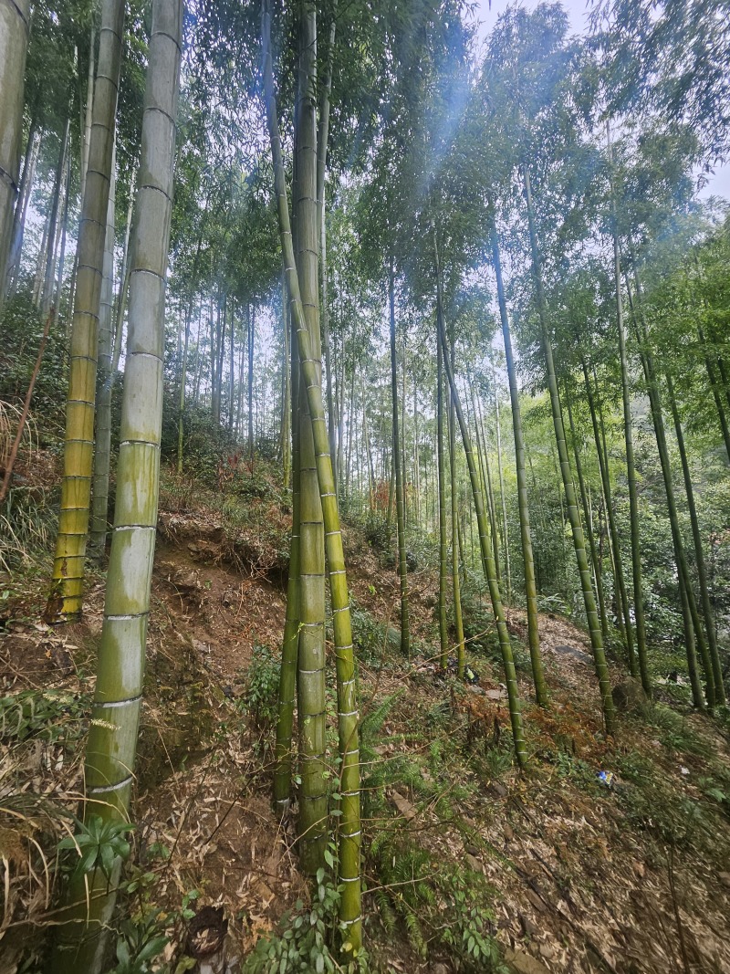 大量毛竹出售