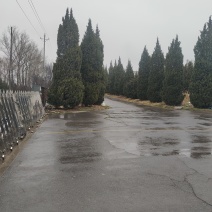 塔柏