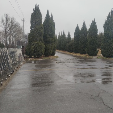 塔柏
