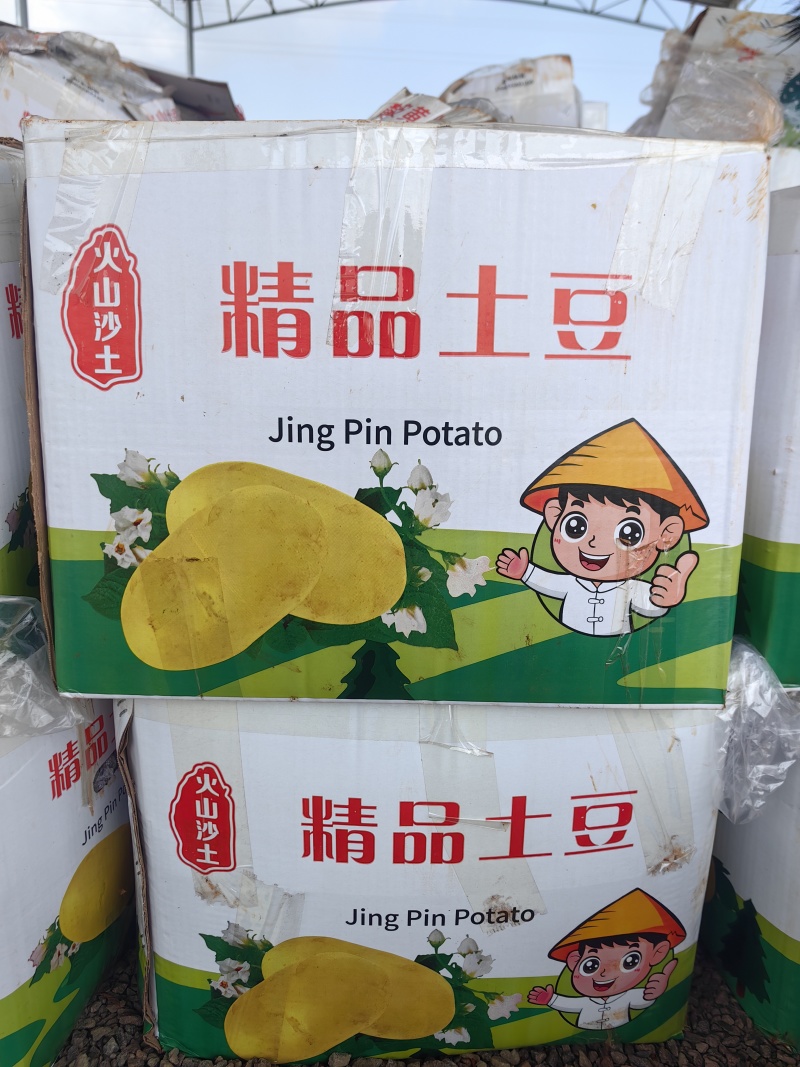 广东湛江“火山土豆”，新鲜采摘。