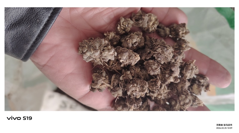 猫爪草