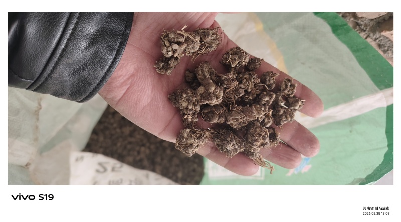 猫爪草