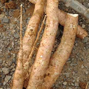 靓木薯