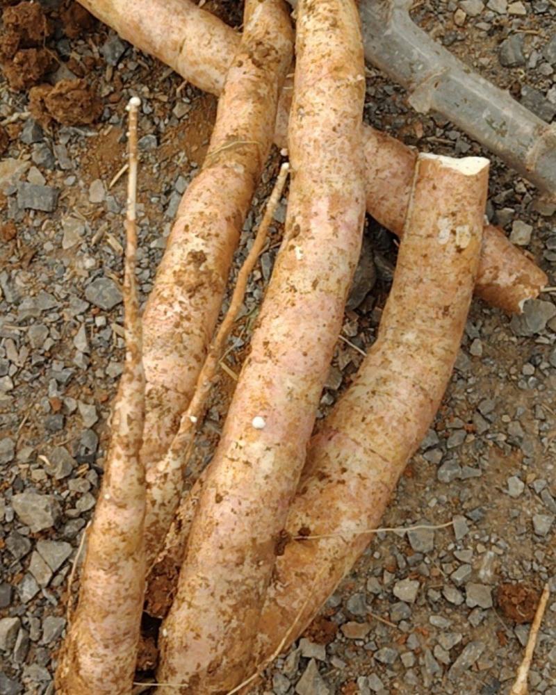 靓木薯