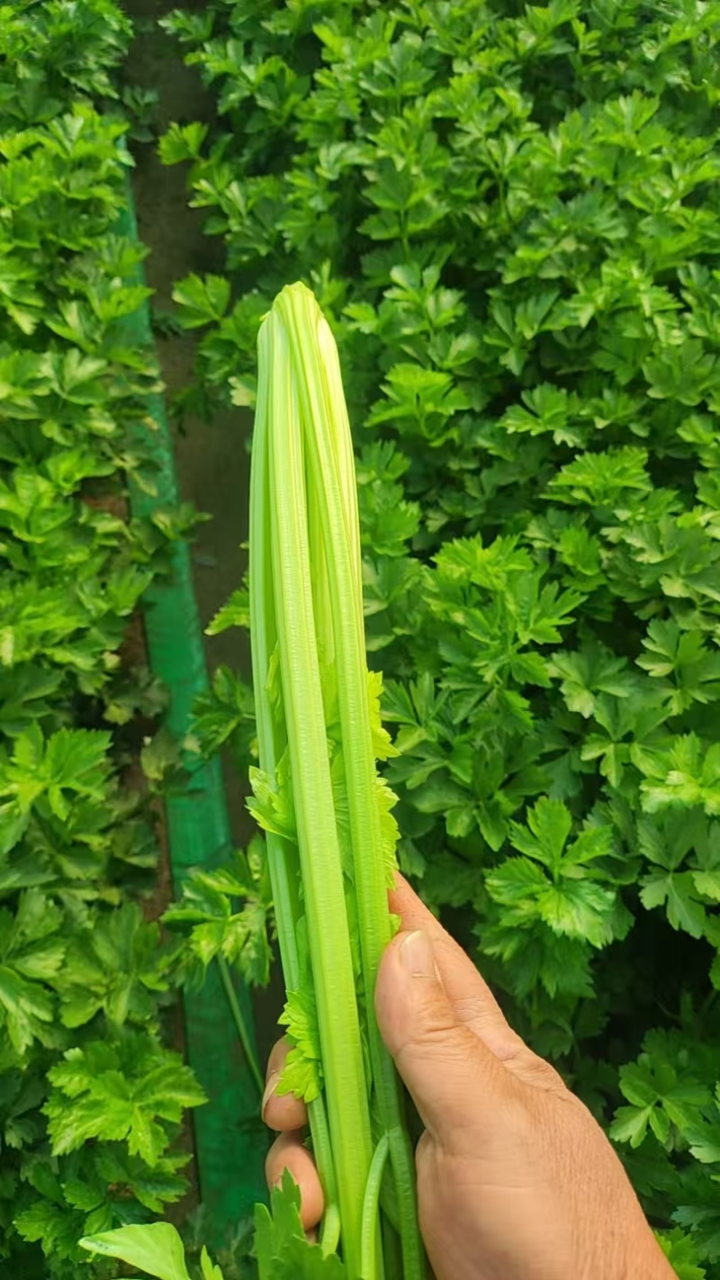 芹菜，小西芹