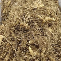 黄精多花姜型倒苗，一年苗，两年苗，三年苗，4年苗，块茎牙头