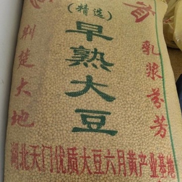湖北天门黄豆