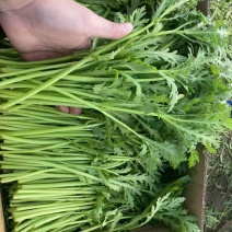 小叶茼蒿