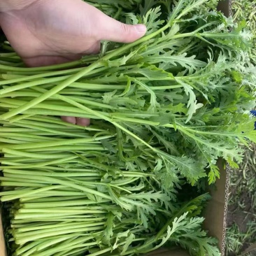 小叶茼蒿