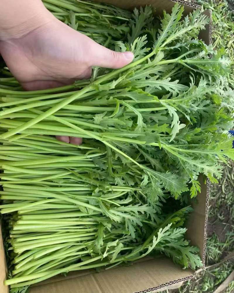 小叶茼蒿