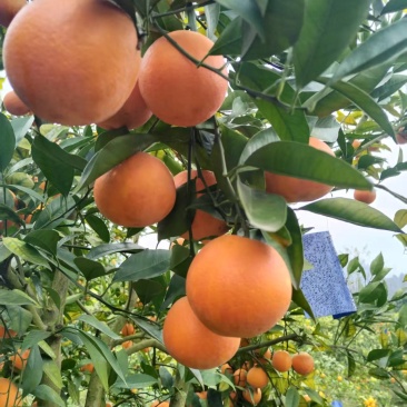 蜂蜜沃柑