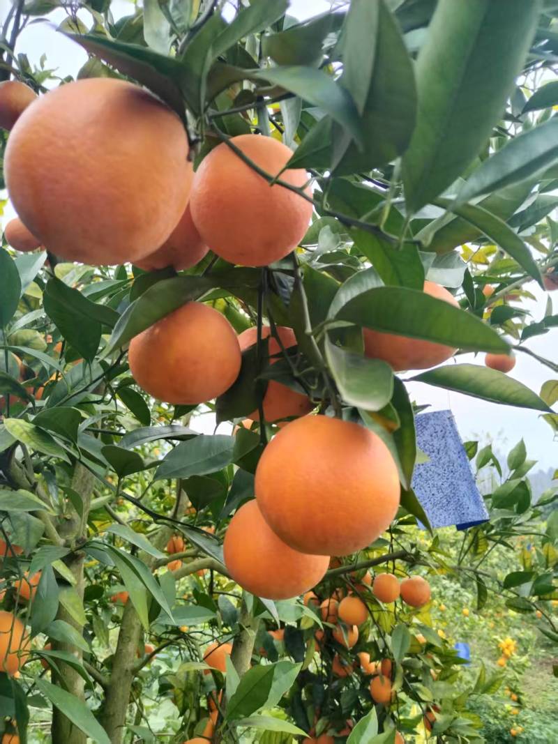 蜂蜜沃柑