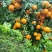 蜂蜜沃柑