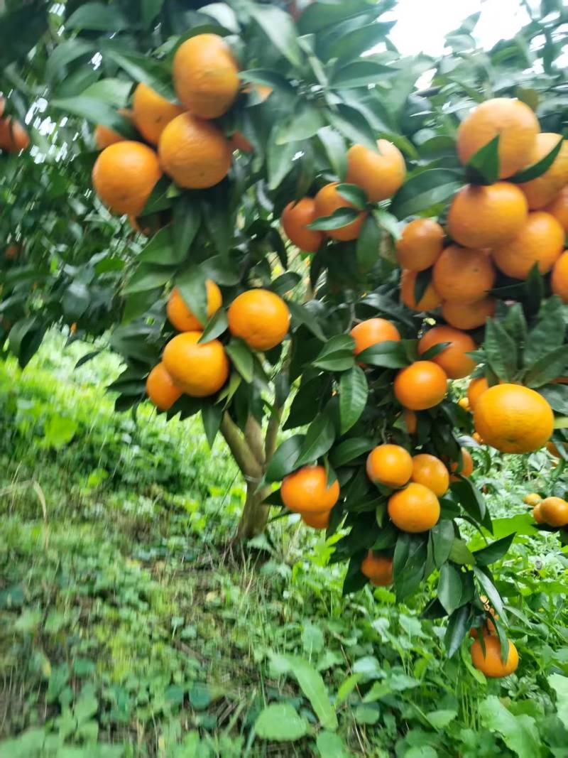 蜂蜜沃柑