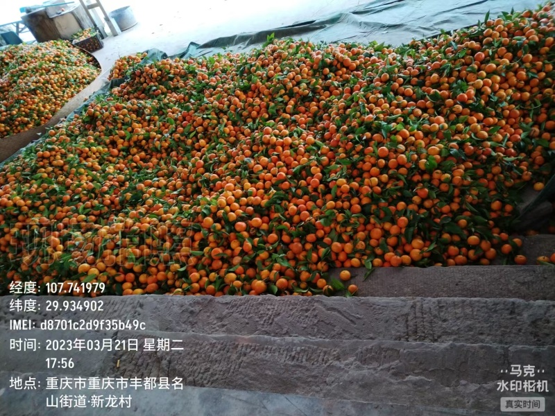 蜂蜜沃柑