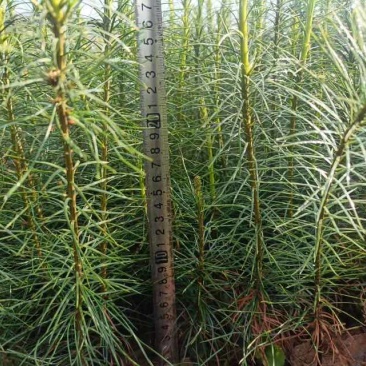 云南苗木基地大量供应华山松货源充足，量大从优