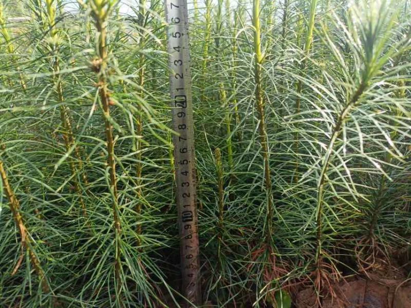 云南苗木基地大量供应华山松货源充足，量大从优