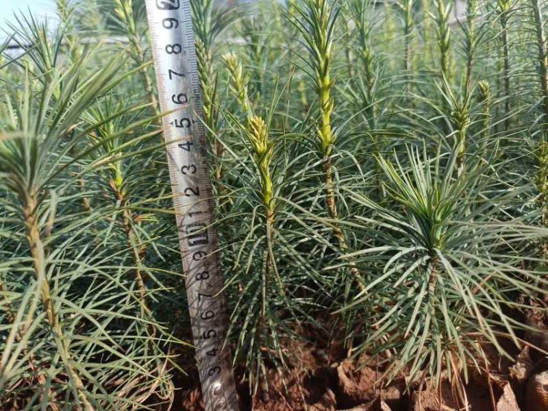 云南苗木基地大量供应华山松货源充足，量大从优