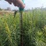 云南苗木基地大量供应华山松货源充足，量大从优