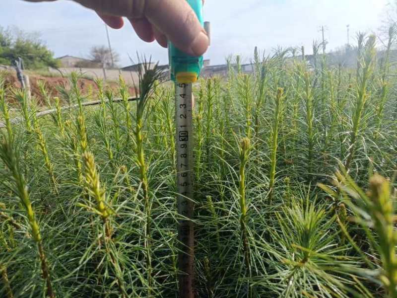 云南苗木基地大量供应华山松货源充足，量大从优