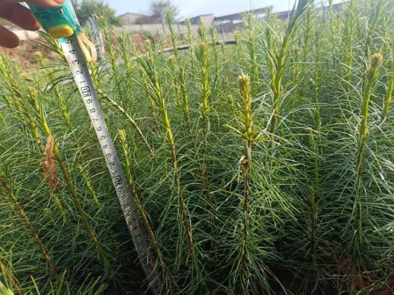 云南苗木基地大量供应华山松货源充足，量大从优