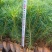 云南苗木基地大量供应华山松货源充足，量大从优