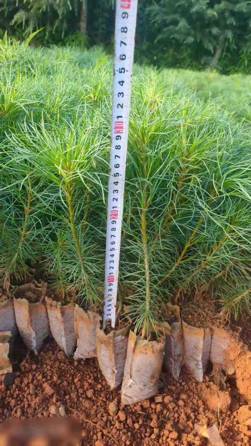 云南苗木基地大量供应华山松货源充足，量大从优