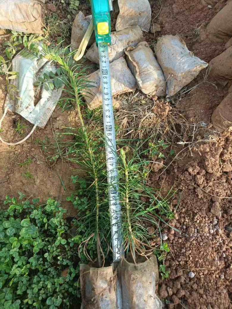 云南苗木基地大量供应华山松货源充足，量大从优
