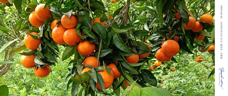 蜂蜜沃柑