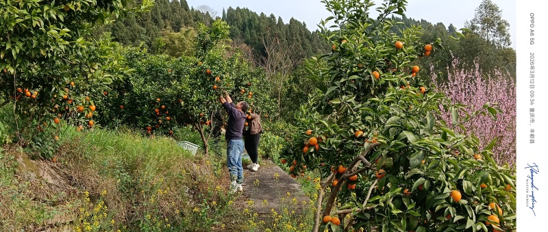蜂蜜沃柑