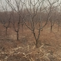 山杏树