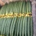 沂南黄瓜大量上市