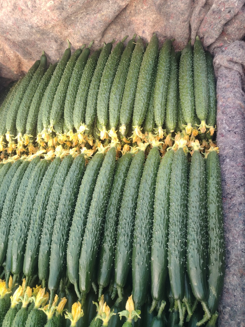 沂南黄瓜大量上市