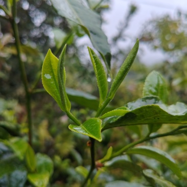 勐海勐宋26年头春茶