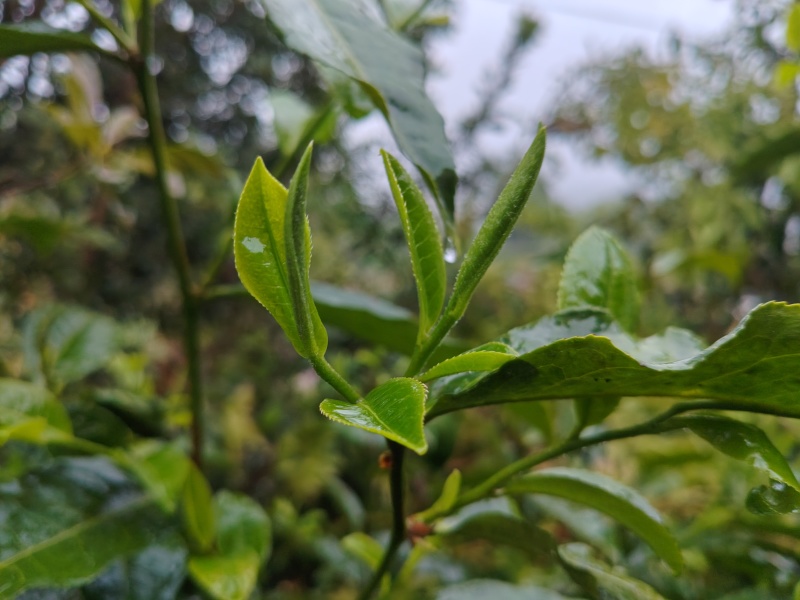 勐海勐宋26年头春茶