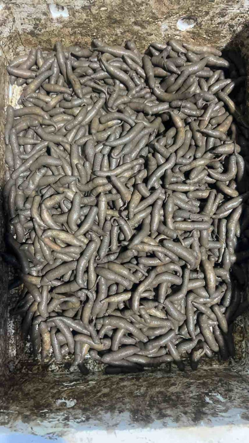 泥丁