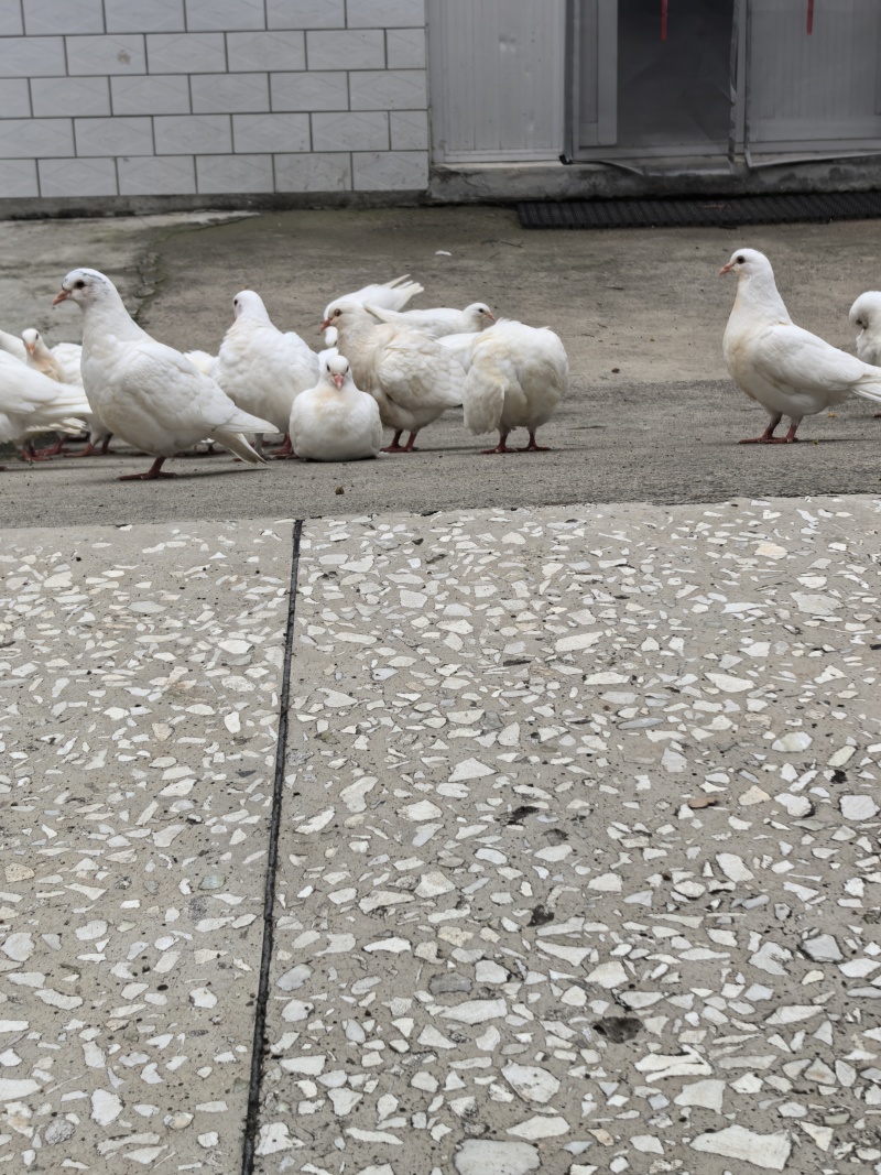 鸽血