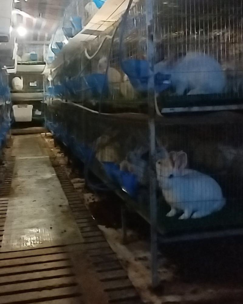兔子肉兔