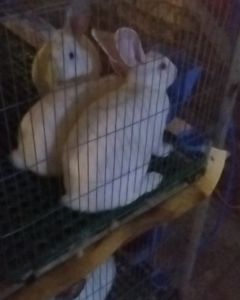 兔子肉兔