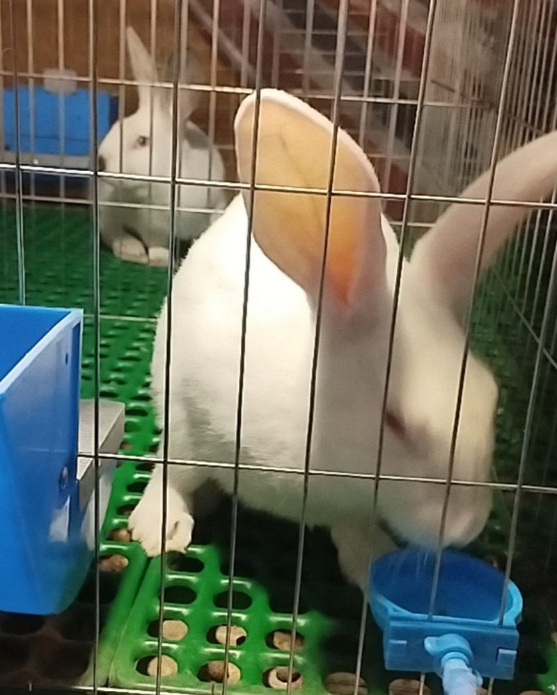 兔子肉兔