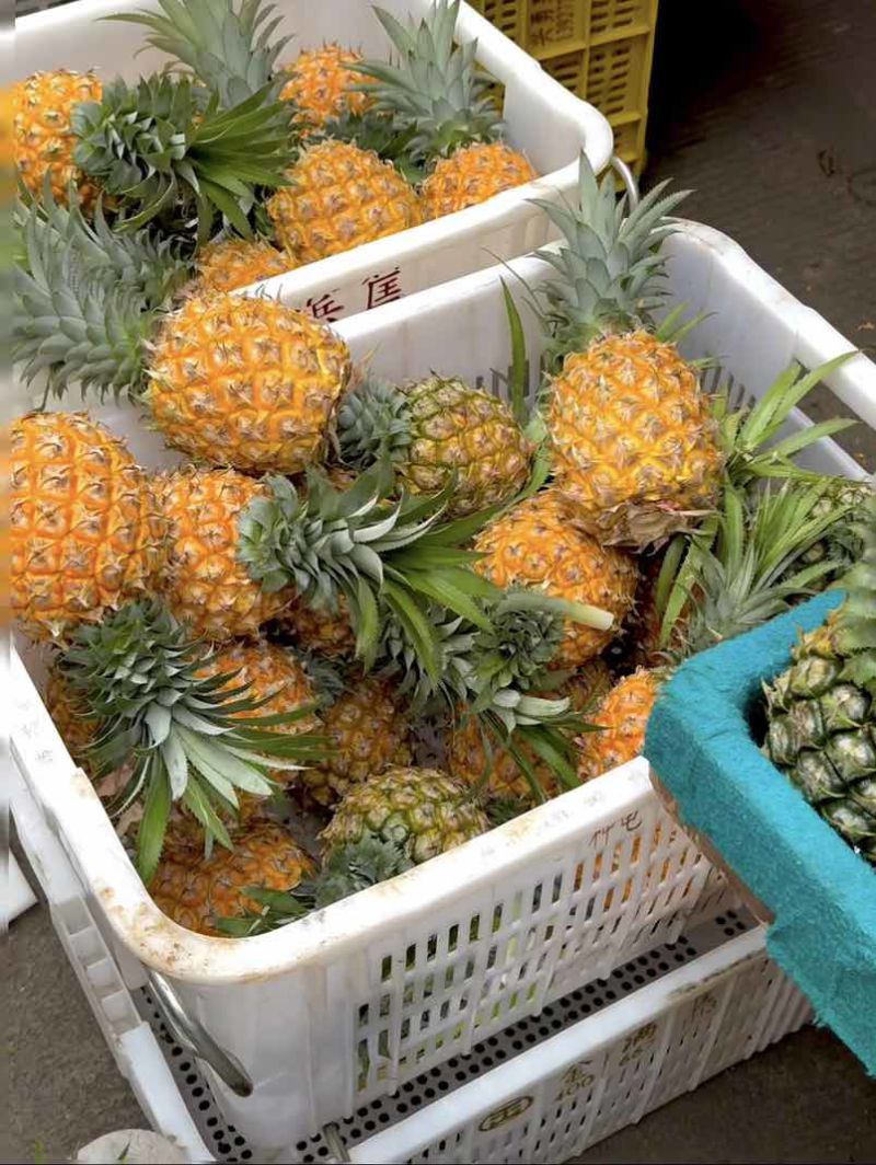 海南金钻凤梨品质保证大量出货对接各大市场支持一件代发