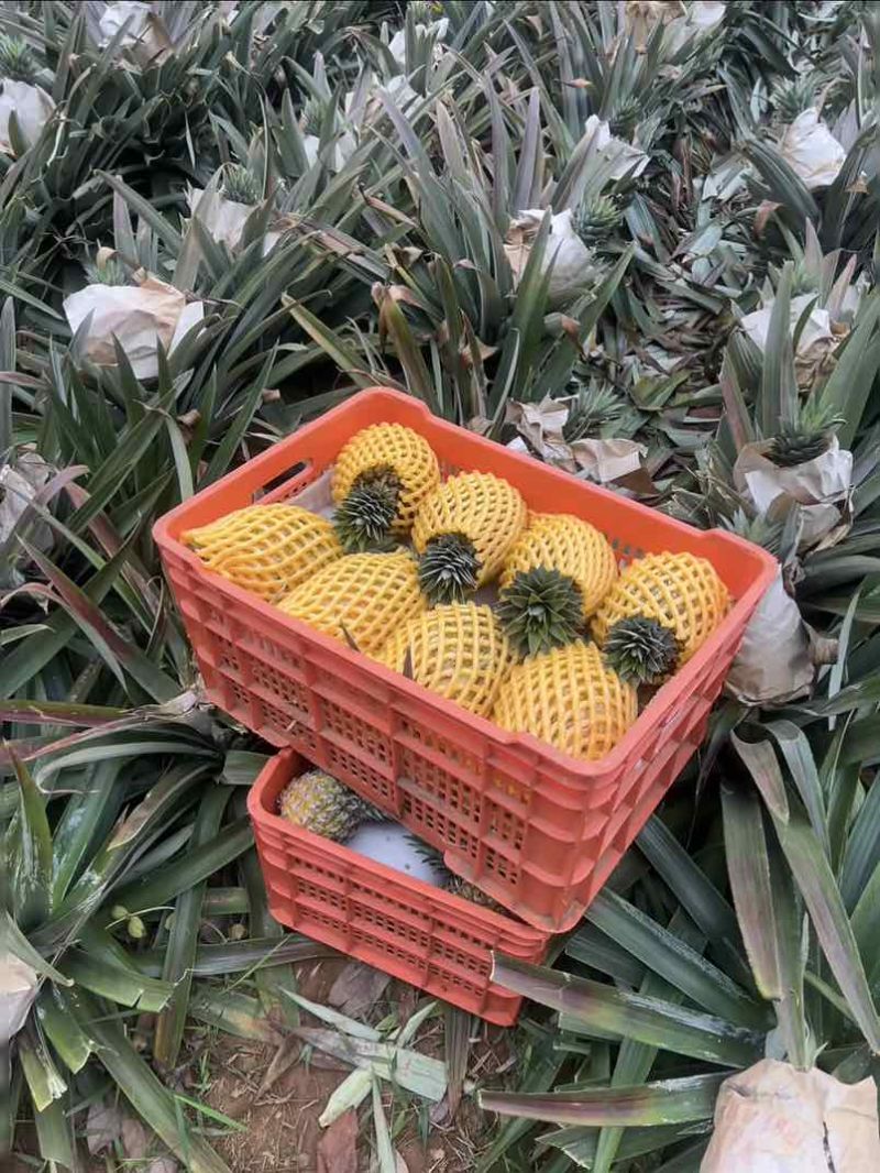 海南金钻凤梨品质保证大量出货对接各大市场支持一件代发